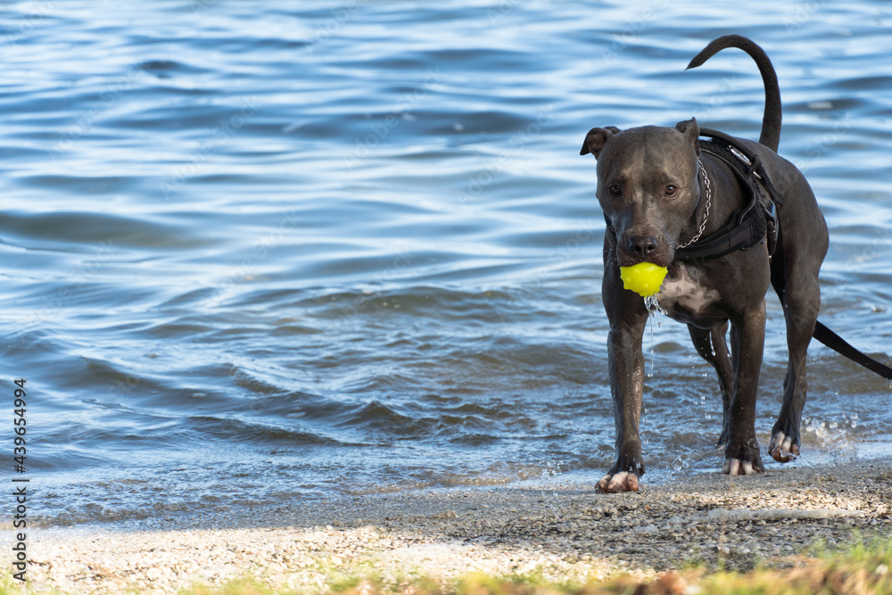 Pit bull dog playing in the Araruama lagoon, in Rio de Janeiro. Sunset light in sunny day. The Pitbull runs through water, sand and grass at the edge of the pond. Pit bull dog playing in the Araruama lagoon, in Rio de Janeiro. Sunset light in sunny day. The Pitbull runs through water, sand and grass at the edge of the pond.