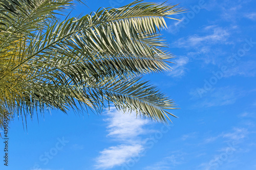 Palm trees against blue sky  Palm trees at tropical coast  coconut tree summer tree.