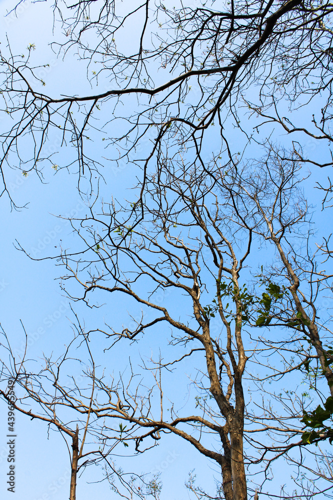 Obraz premium tree branches against blue sky
