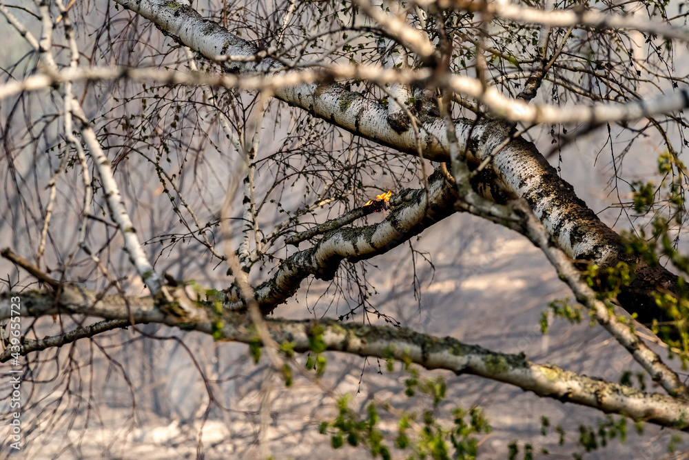 Forest fire in the spring forest Forest fire in the spring forest