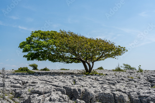 A solitary tree grows from between the edges of the limestone pavement at Newbiggin Crag, in Cumbria, North West England photo