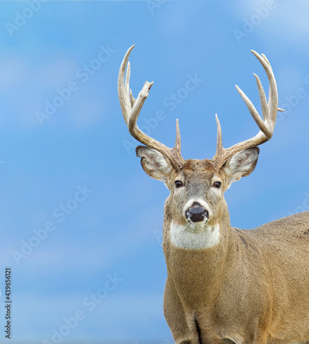 Whitetail Buck Deer with large antlers - portrait against forested slopes in the distant background - this is the natural background, not a photoshopped composite  