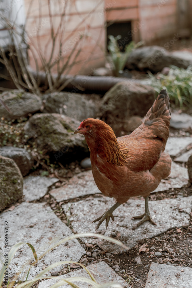 chickens in a backyard chickens in a backyard