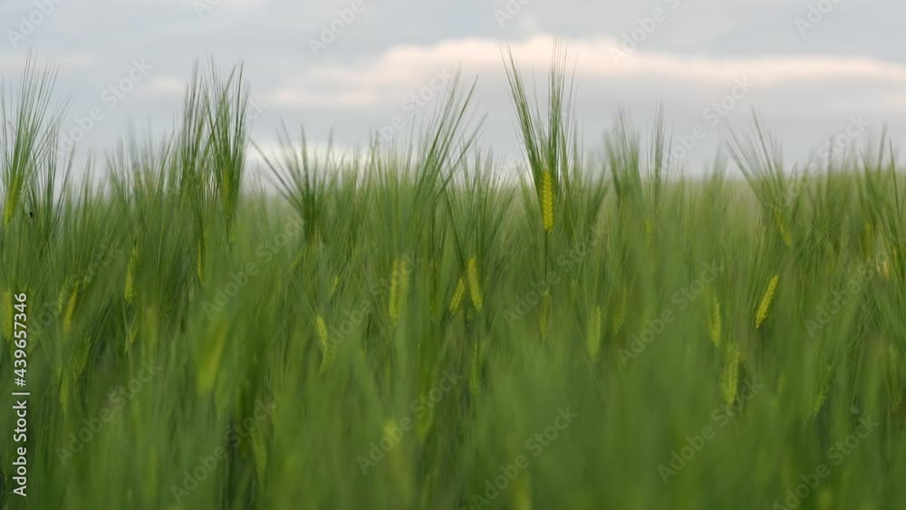 Green ears of rye and wheat sway in the light wind. Agriculture, agro culture concept. Green ears of rye and wheat sway in the light wind. Agriculture, agro culture concept.