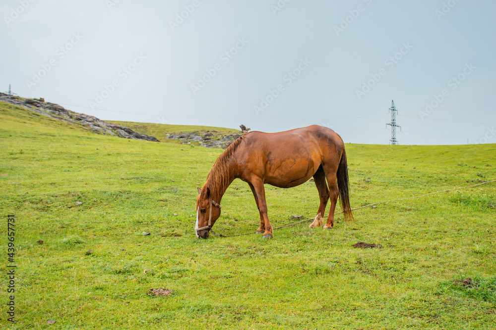 horse grazing in a meadow