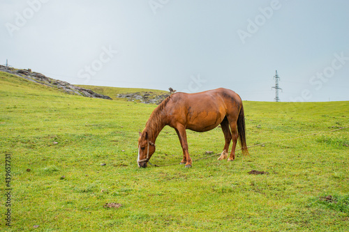 horse grazing in a meadow