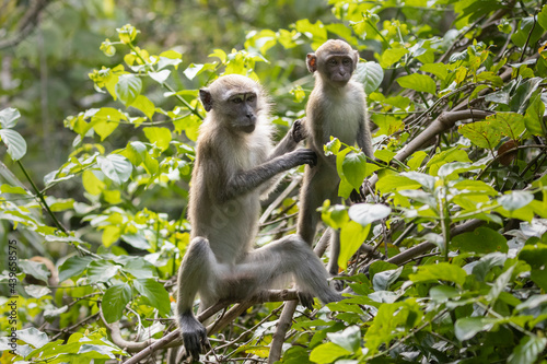 A macaque mother and her child in the rainforest in Singapore. photo