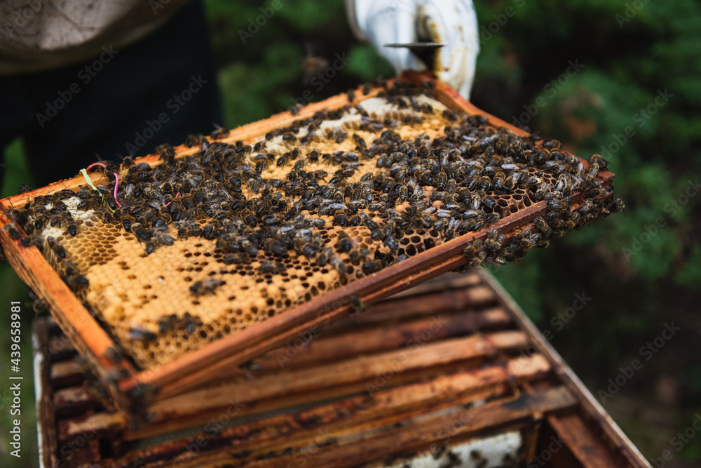 Beekeeper collecting honey from the beehive Beekeeper collecting honey from the beehive