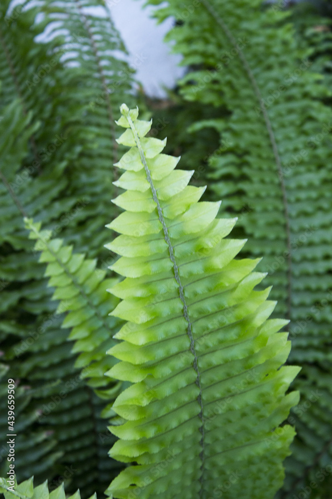 Dark green fern leaves in tropical environment