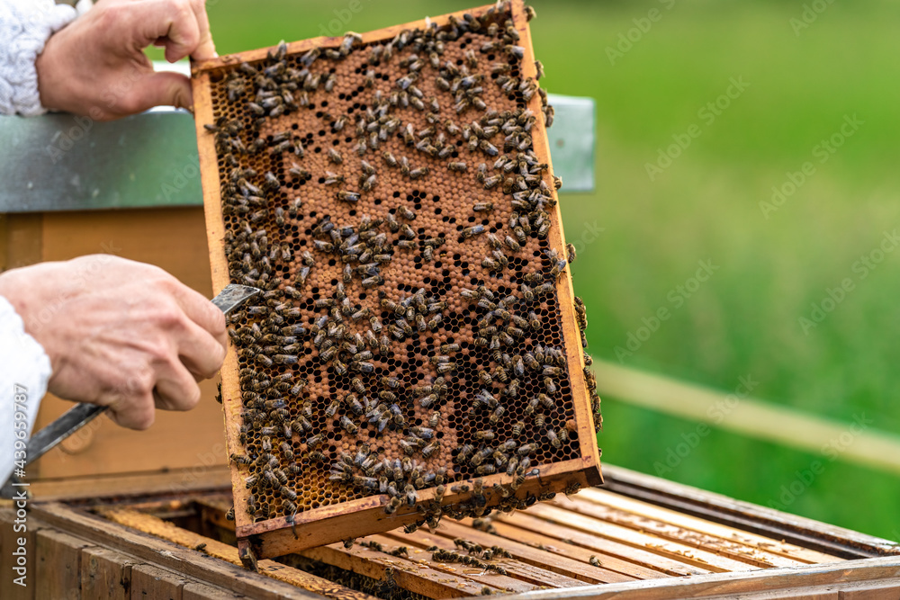 beekeepers inspect bees on a wax frame in a beekeeping beekeepers inspect bees on a wax frame in a beekeeping