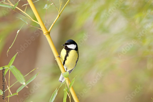 Great tit perched on bamboo photo