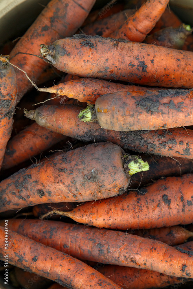 Bunch of ripe carrots after harvest Bunch of ripe carrots after harvest