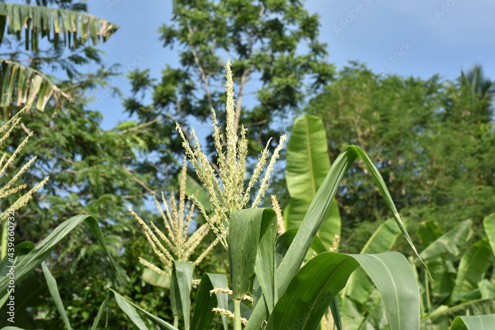 Obraz premium Corn flower and little bee on a sunny day