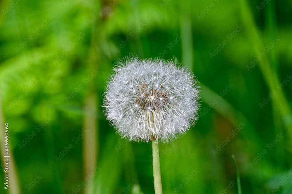 dandelion flower with lots of white seeds ready to fly