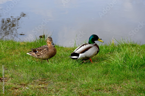 A close up on two ducks, one brown one and one grey and green one standing next to the coast of a small river or lake on a sandy coast covered in grass seen on a sunny summer day in Poland