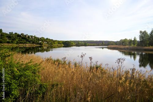 Lake thickets and reeds natural nature in sunny summer weather