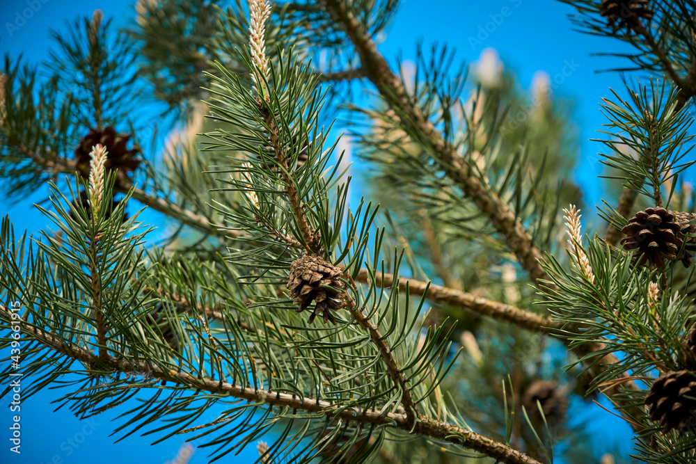 fir branches of fir trees in the forest