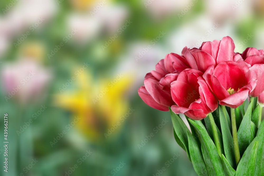 Tulip. Tulip.
