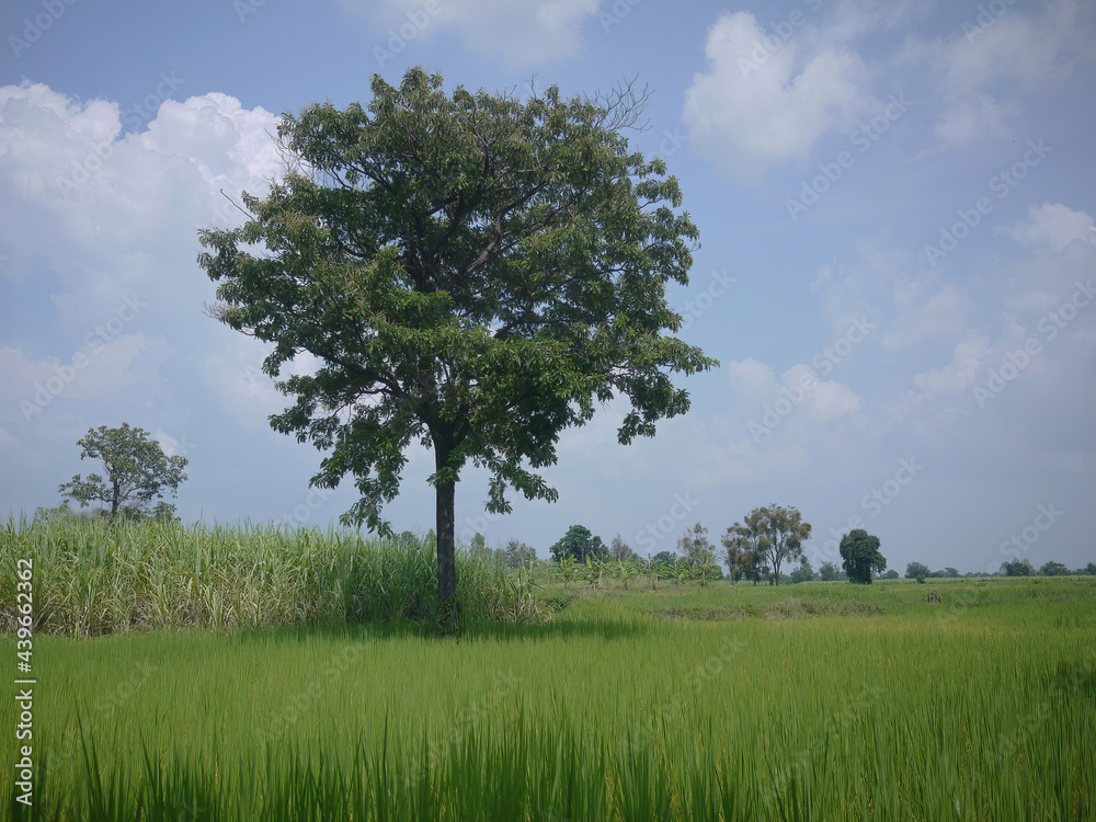 A standalone tree in the tropical green field in the blue sky A standalone tree in the tropical green field in the blue sky
