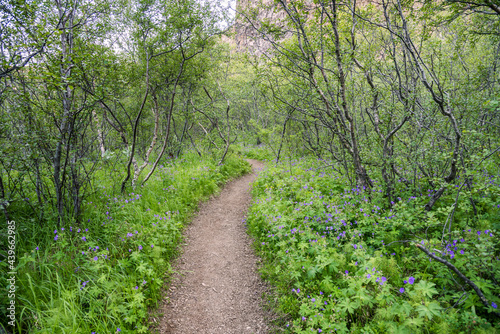 Narrow path through a young green forest at the botton of a canyon. Northern Iceland.