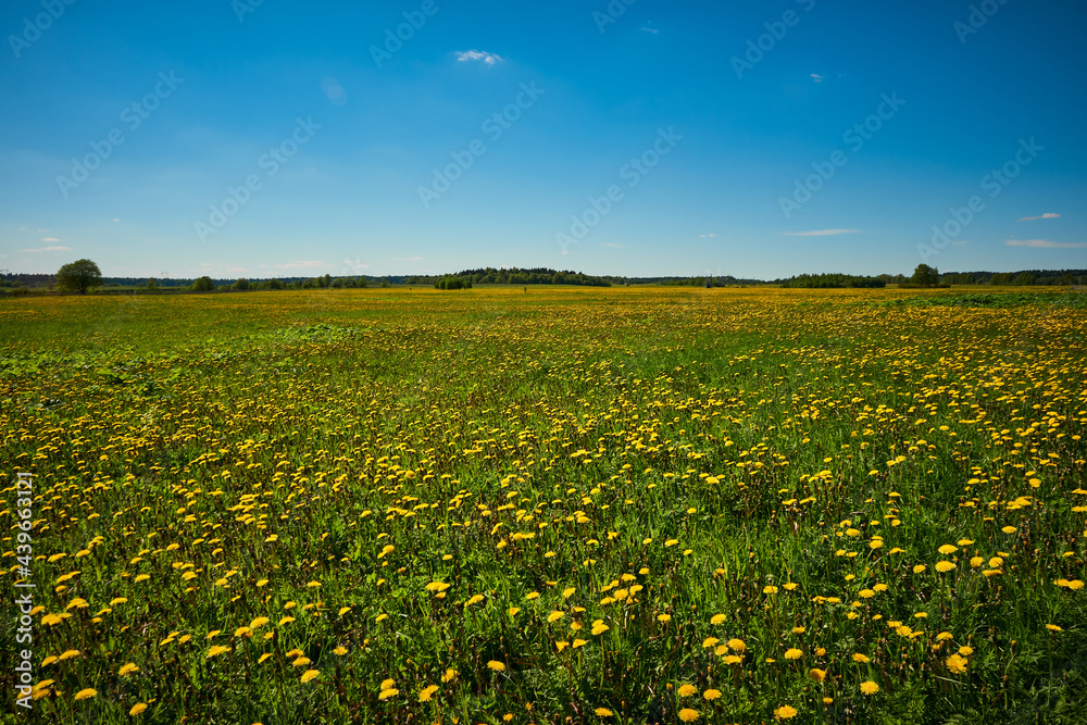 yellow dandelion field in summer on a sunny day