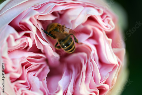 Fototapeta Naklejka Na Ścianę i Meble -  Rosen