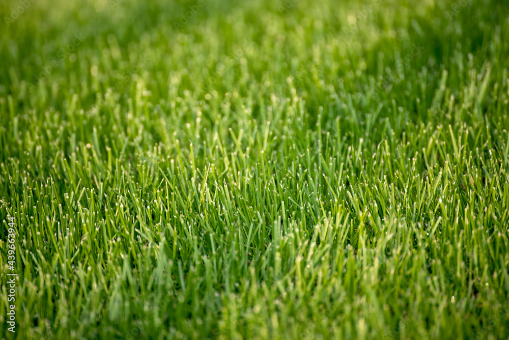 Natural abstract background Natural abstract background