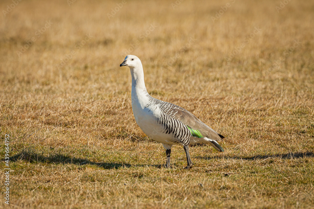Magellan goose or Upland goose (Chloephaga picta) male walking in yellow grass in Torres del Paine National Park
Magellan goose or Upland goose (Chloephaga picta) male walking in yellow grass in Torres del Paine National Park