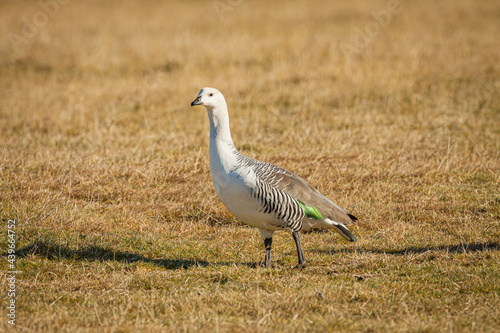 Magellan goose or Upland goose (Chloephaga picta) male walking in yellow grass in Torres del Paine National Park  © Chris