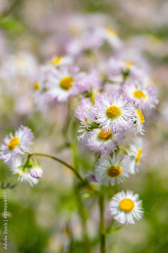 Pink Flowering Weed Pink Flowering Weed