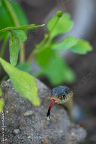 Garter Snake photo