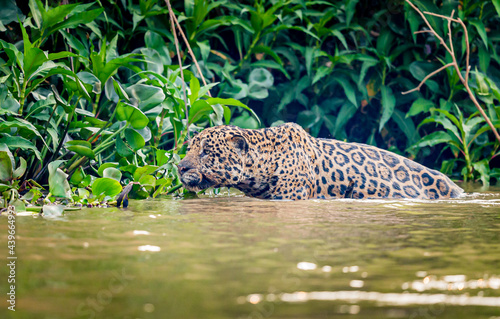 A wet jaguar slinks slowly through the water stalking a prey photo