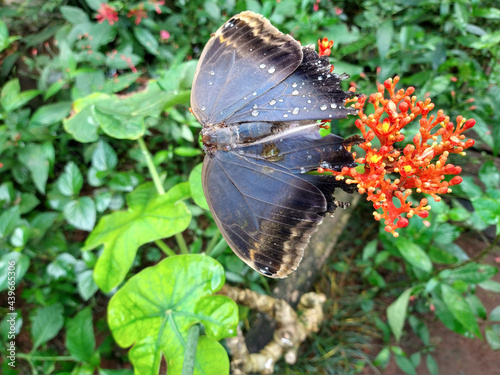 Butterfly in Bird Park Brazil