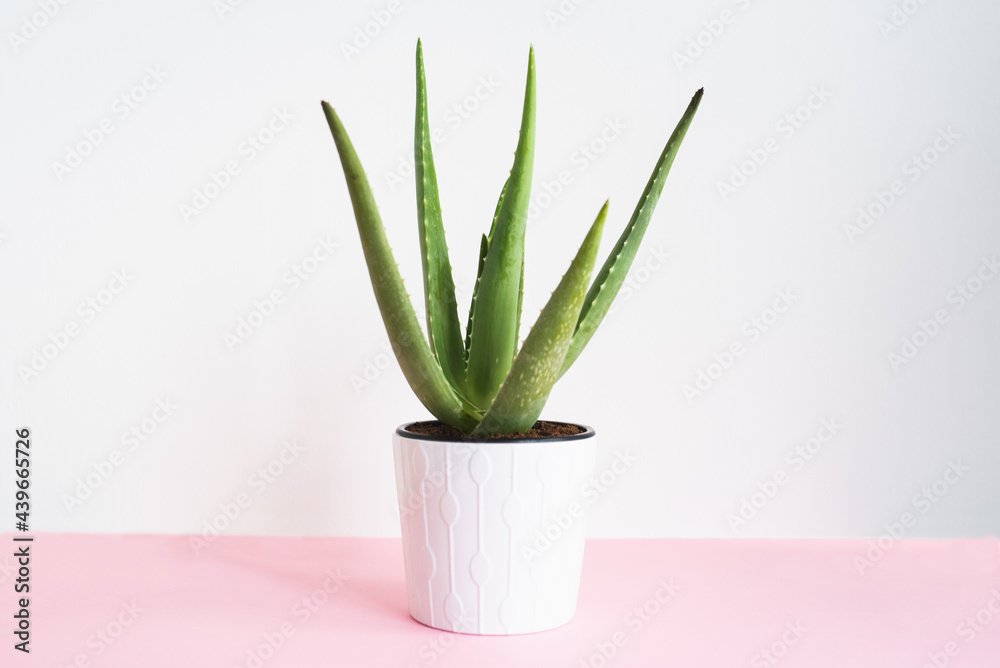 Green succulent plant in pot on table Green succulent plant in pot on table