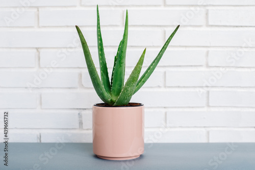 Green succulent plant in pot on table photo