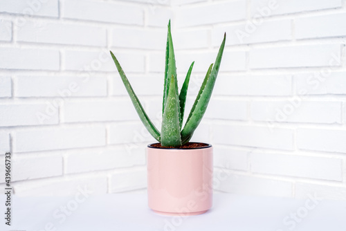 Green succulent plant in pot on table