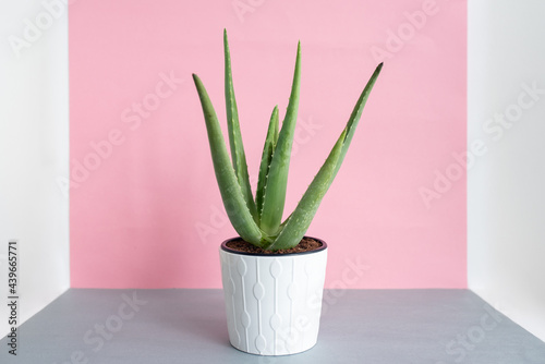 Green succulent plant in pot on table photo