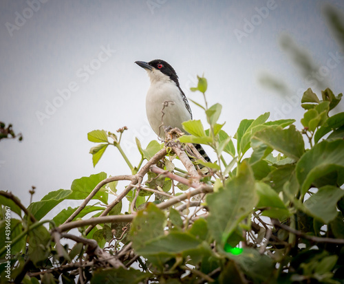 The very rare great antshrike of Pantanal photo