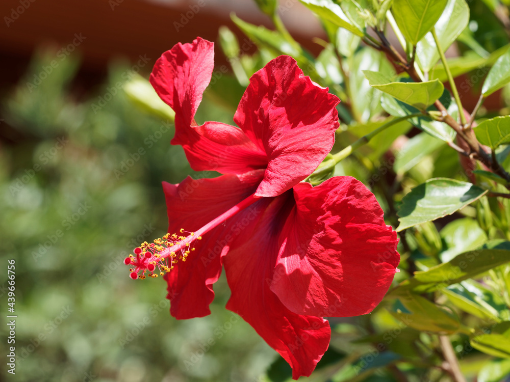 Hibiscus rosa-sinensis | Brilliant red trumpet-shaped flower of Chineses hibiscus or rose mallow with prominent orange-tipped red anthers Hibiscus rosa-sinensis | Brilliant red trumpet-shaped flower of Chineses hibiscus or rose mallow with prominent orange-tipped red anthers