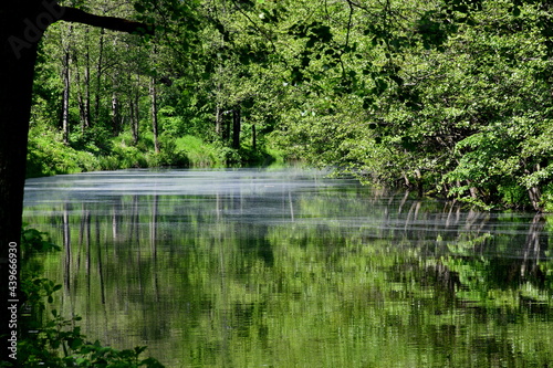 A view of a vast yet shallow river flowing through a dense deciduous forest with some of the trees being reflected in the surface of the reservoir seen on a sunny summer day on a Polish countryside