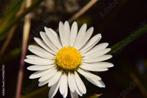 Gänseblümchen Scheinblüte Blütenblätter Makroaufnahme