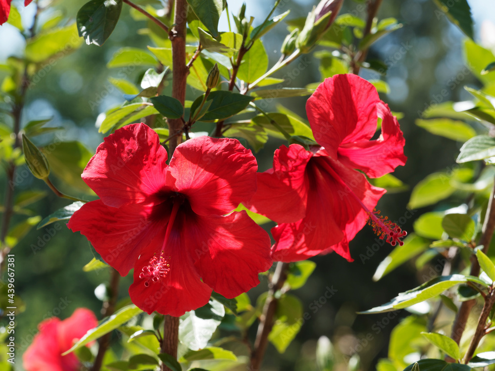 Hibiscus rosa-sinensis | Brilliant red trumpet-shaped flowers of Chineses hibiscus or rose mallow with prominent orange-tipped red anthers