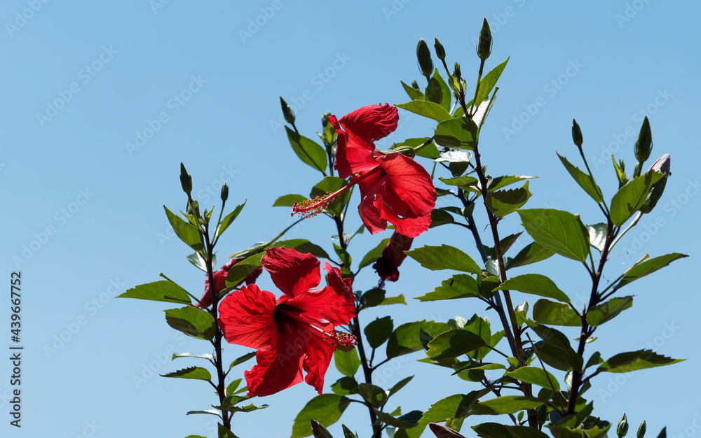Beautiful brilliant red trumpet-shaped flowers on ornamental small tree of chineses hibiscus (Hibiscus rosa-sinensis) in a green foliage on erect branches