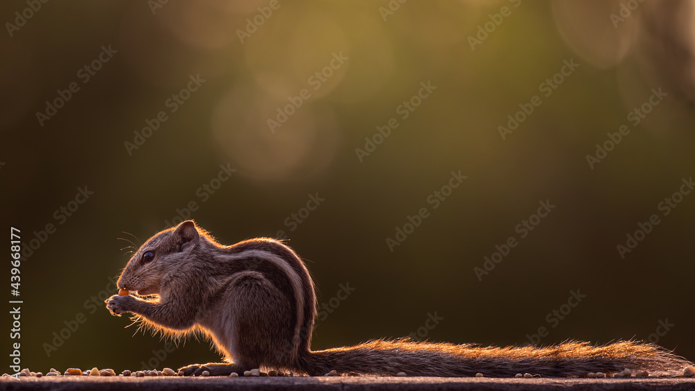Obraz premium squirrel on wall with back Light