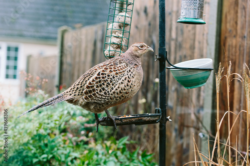 a Pheasant perched on a very small bird table. photo