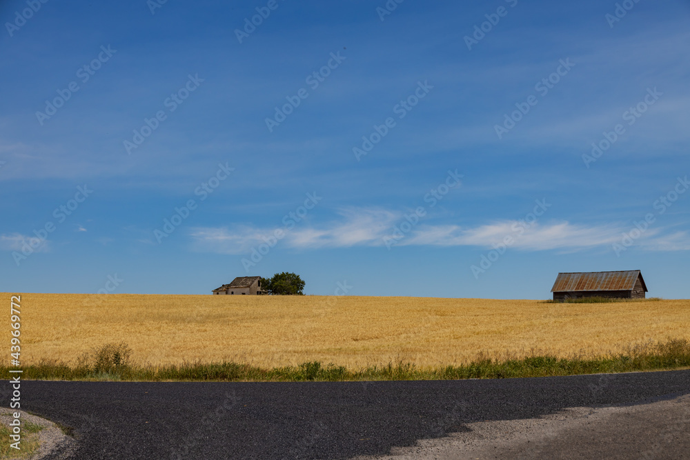 Old barn in wheat field and blue sky with white clouds background