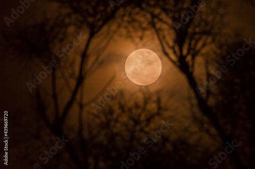 bigmoon in the night. supermoon between tree branch background photo