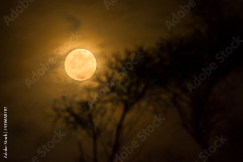 bigmoon in the night. supermoon between tree branch background photo