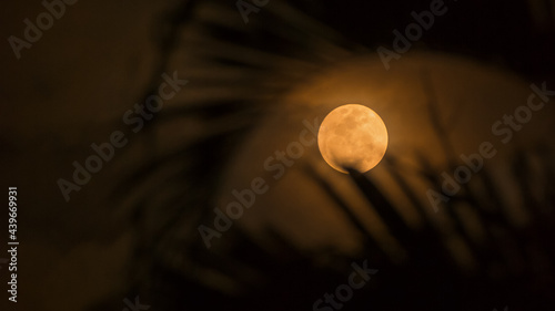 bigmoon in the night. supermoon between tree branch background photo