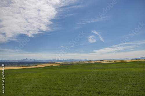 Green field and blue sky with white clouds and Teton mountain range in background